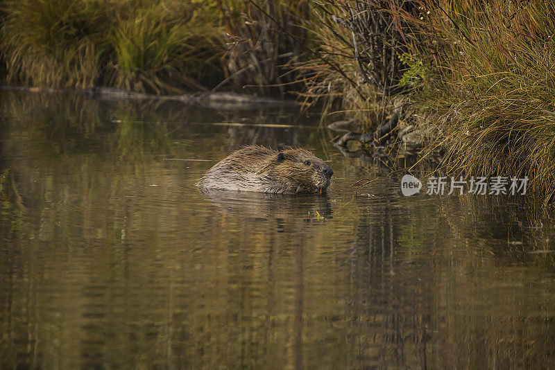 白杨树区4 × 4路穿过白杨树到老磨坊